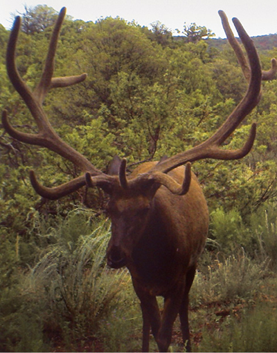 Fig. 01: Photograph of a bull elk.