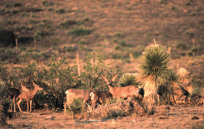 A serene landscape featuring a small group of deer grazing amidst desert vegetation.