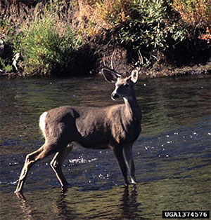 Photograph of a mule deer buck standing in a stream.