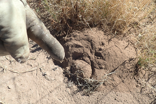 A gloved hand points at a gopher burrow on sandy soil surrounded by dry grass.