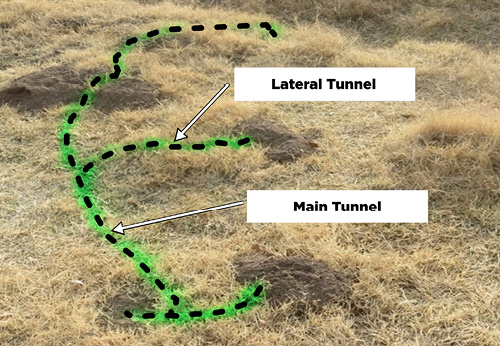 Illustration depicting the layout of main and lateral tunnels on a grassy terrain.