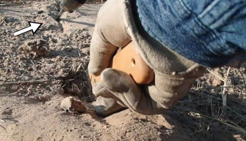 A gloved hand uses a probe as a guide to indicate the direction and angle of the lateral tunnel over dry soil.
