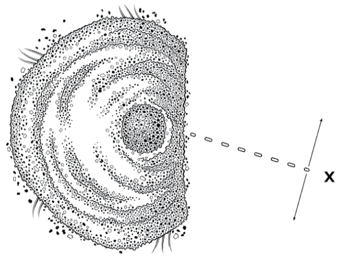 Illustration of the top view of a gopher burrow with lines indicating how to find the main tunnel.