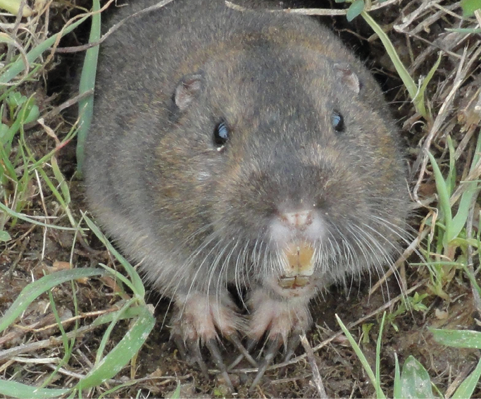 Close-up of a furry rodent with a rounded body and short limbs, peering out from a hole among grass and soil.