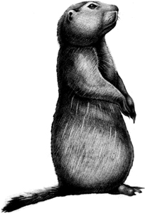 Illustration of a prairie dog.