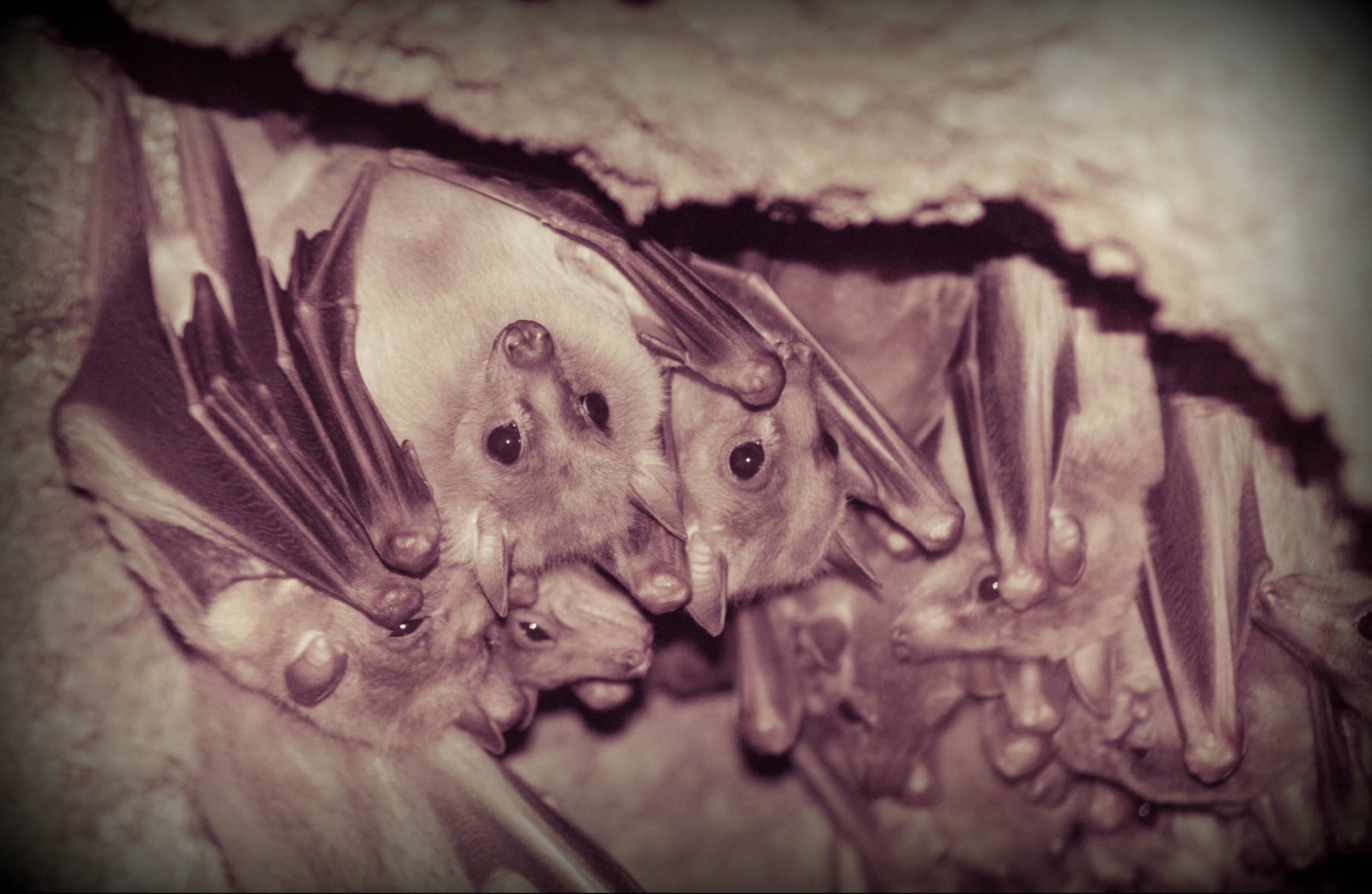 A cluster of bats hanging from a wall, with eight bats clearly visible. The bats are suspended by their feet in a dark, clustered formation, with more bats partially obscured, suggesting a larger group. The wall behind them is textured, likely stone or rough surface.