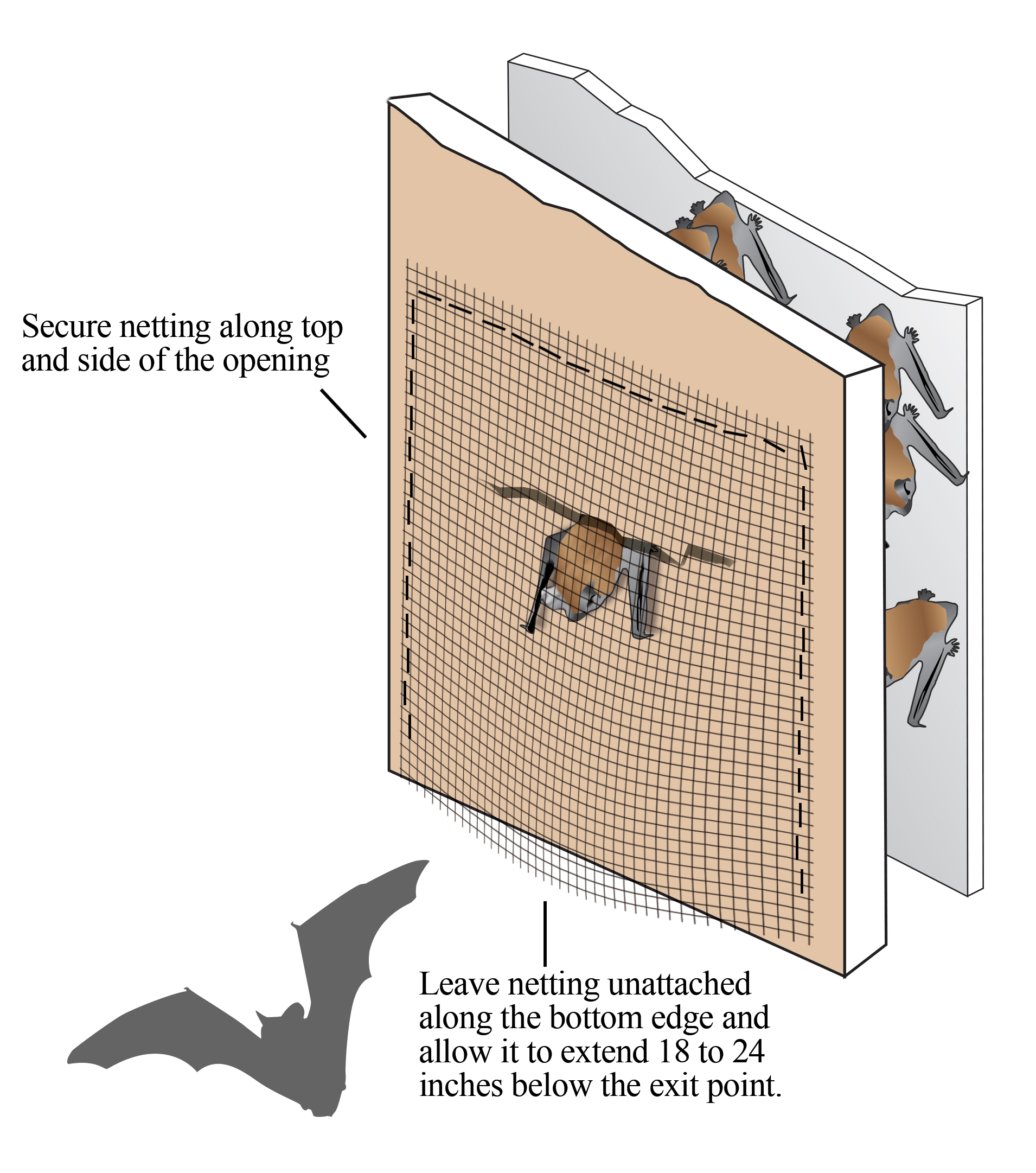 An illustration showing netting used to exclude bats from a building. The flexible netting is securely attached to the building at the roost exit, draping a couple of feet below the opening. The netting serves as a one-way door, allowing bats to crawl down and exit through the screen, but blocking their re-entry when they attempt to land. The image demonstrates the setup with a few bats visible exiting at night. Instructions suggest leaving the netting in place for 5–7 days, monitoring bat activity to ensure fewer bats are leaving each night and confirming they are not using alternative openings.