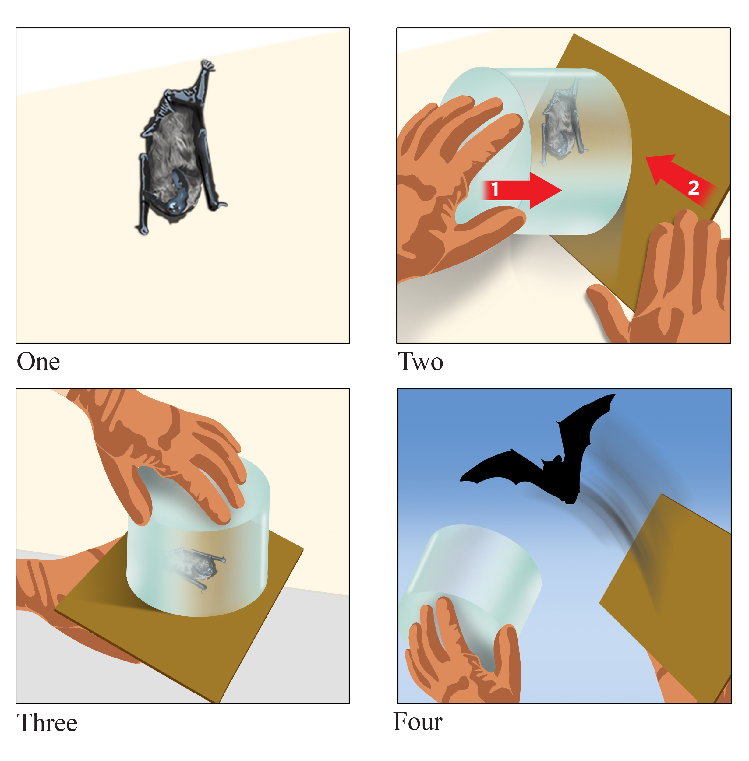 An illustration demonstrating how to trap and release a bat. The image shows a person quietly approaching a bat, placing a container over it, and sliding a rigid sheet of paper between the bat and the wall to seal the container. The paper acts as a lid, allowing the bat to be safely transported outside for release. The illustration includes a reminder to always wear leather gloves when handling bats to avoid direct contact, as bats may bite when disturbed. The text emphasizes that bats should never be touched with bare hands.