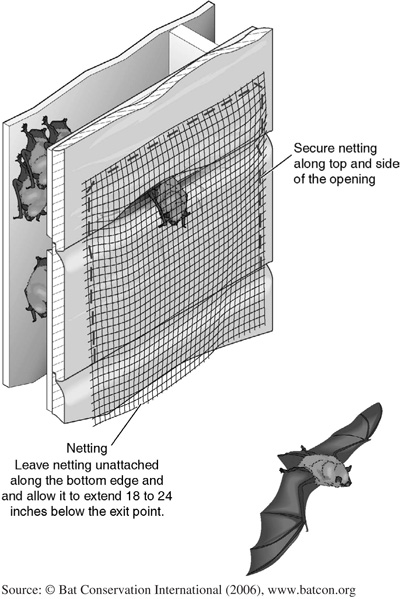 Fig. 1: Illustration of using flexible netting to prevent bats from entering an opening in the side of a building (Illustration courtesy of Bat Conservation International, www.batcon.org). 