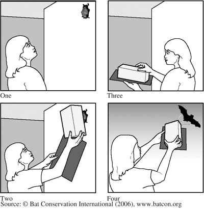 Fig. 3: Illustration of proper technique for trapping a bat indoors (Illustration courtesy of Bat Conservation International, www.batcon.org). 