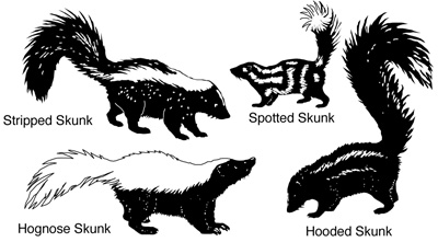 Skunk Species Skunk Species