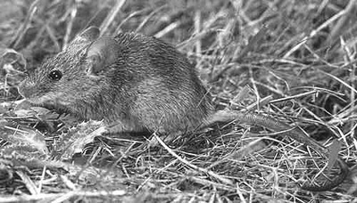 Fig. 1: Photograph of a house mouse. 