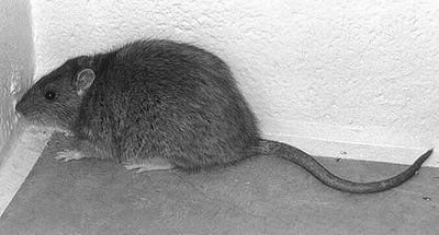 Fig. 3: Photograph of a Norway rat. 