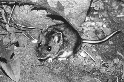 Fig. 4: Photograph of an adult deer mouse. 