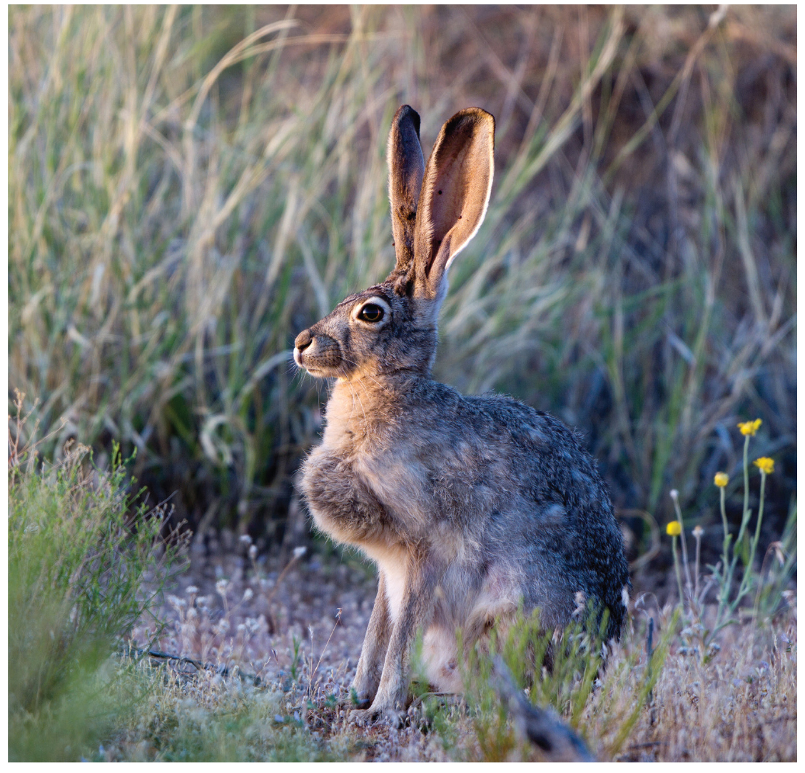 Fig. 01: Photograph of a black-tailed jackrabbit.