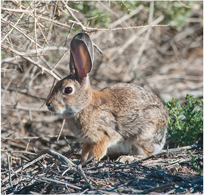 Fig. 02: Photograph of a desert cottontail.