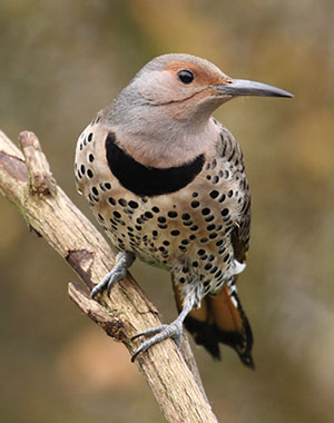 Fig. 01: Photograph of a northern flicker.