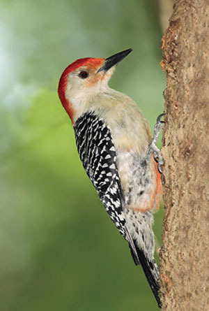 Fig. 03: Photograph of a red-bellied woodpecker.