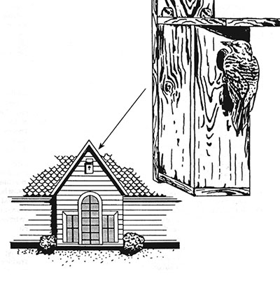 Fig. 07: Illustration showing nest box used to reduce damage by woodpeckers.