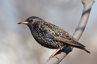 Photograph of a European starling.