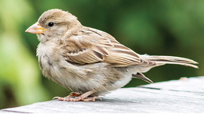 Photograph of a female English or house sparrow.