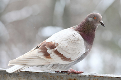 Photograph of a pigeon.
