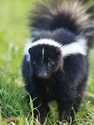 Photograph of a striped skunk.
