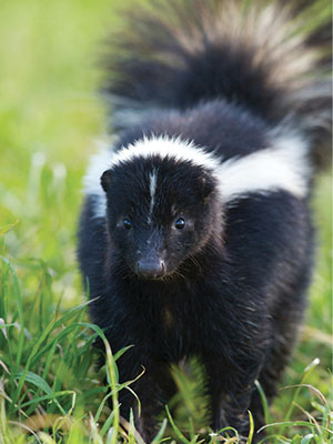 what do baby skunks look like