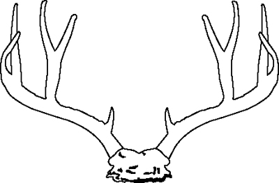 Illustration of antlers from a mule deer. 