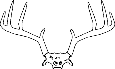 Illustration of antlers from a white-tailed deer. 