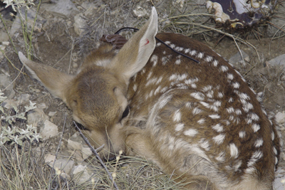 Photo of mule deer fawn lying down. 