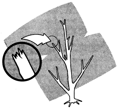 Illustration showing how browsing by deer leaves jagged twig ends on trees.