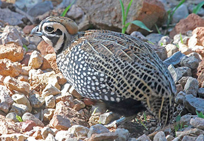 Photo of male Mearn's Quail.