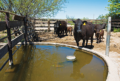 Photograph of cattle at a stock pond.