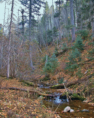 Figure 4f. Photograph of the La Jara Watershed. This photo shows La Jara Creek.