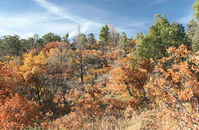 Figure 4 c. Photograph of the La Jara Watershed. This imge shows ponderosa pine/Gamble oak vegetation. 