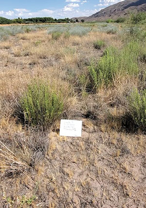 Fig. 02: Photograph of a landscape photo-point taken in the direction of the transect, with a white board in the foreground.