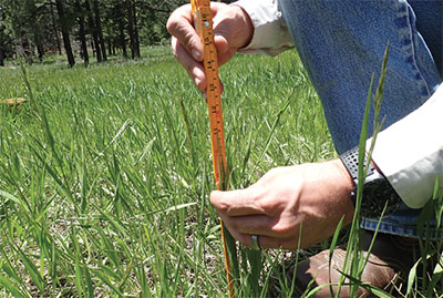 Fig. 07: Photograph of a person holding up grass blade to measure them.