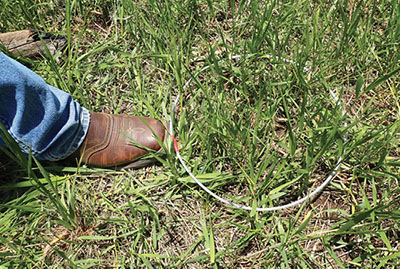 Fig. 08: Photograph of a placed standing crop sampling hoop on the ground with a boot next to it.