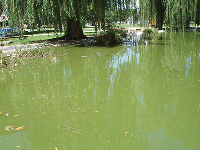 Fig. 1: Photograph of a bloom of planktonic algae, giving the pond a pea soup appearance.