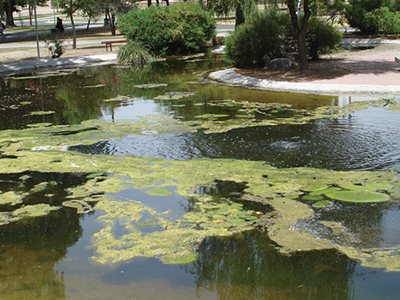 Fig. 2: Photograph of a surface accumulation of filamentous algae.