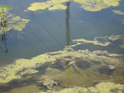 Fig. 3: Photograph of the wet wool appearance of filamentous algae.