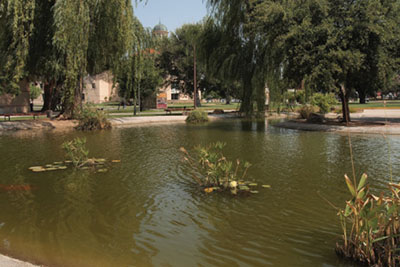 Photograph of a pond surrounded by trees.