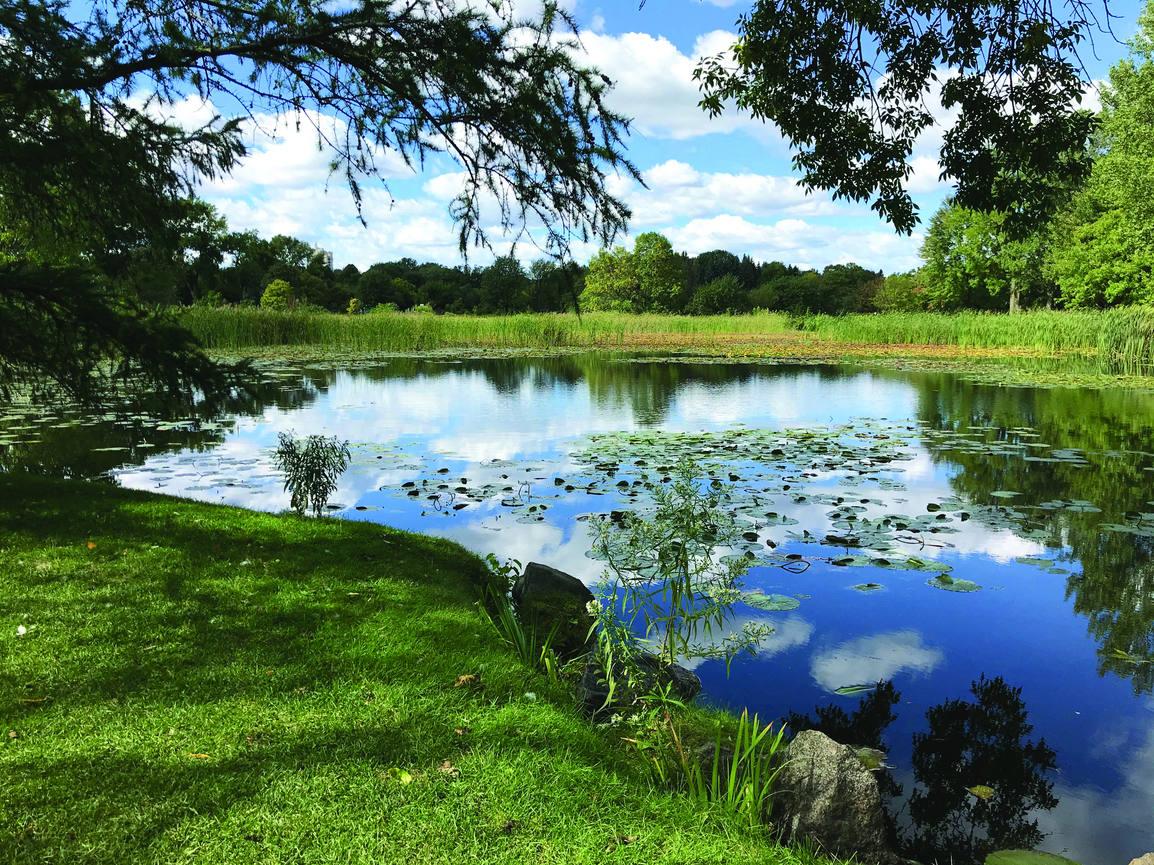 Calm pond with lily pads reflecting a blue, cloud-filled sky, bordered by green grass and trees.