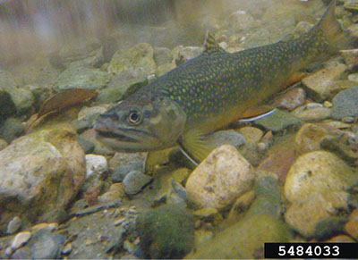 Photograph of a trout.