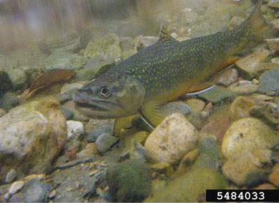 Trout frog instructions