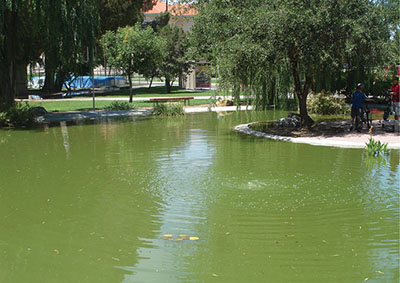Figure 01: Photograph of a small pond that is green in color.