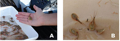 Fig. 04A: Photograph of a tub of water filled with fairy shrimp and tadpole shrimp, and a hand holding a tadpole shrimp.;Fig. 04B: Photograph of fairy shrimp and tadpole shrimp. 