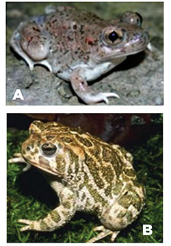 Fig. 05A: Photograph of a Mexican spadefoot toad.;Fig. 05B: Photograph of a Great Plains toad. 