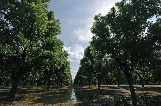 Panoramic photograph of a pecan orchard. Rows of tall, leafy pecan trees stretch out symmetrically on either side, their branches extending overhead in a natural canopy. The shot is taken from the center of one of the tree-lined lanes, offering a clear view of the orderly rows of trees leading toward the horizon. 